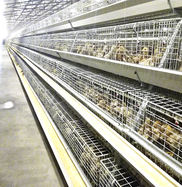 全自动养鸡设备厂家讲述蛋鸡笼养殖设备制作要求