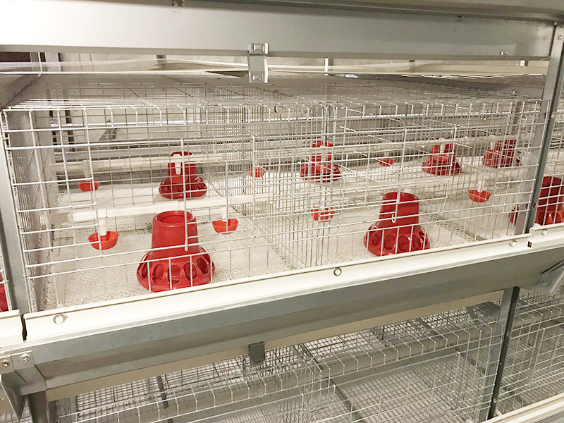 鸡舍温度要如何控制由全自动养鸡设备厂家告诉大家