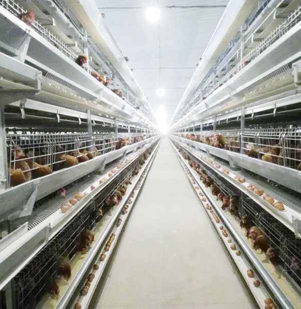 全自动养鸡设备厂家长城畜牧解析不同养殖模式、设备、密度对养鸡效益的影响 